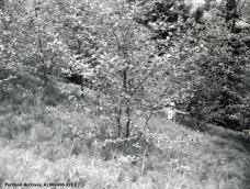 Archival Photo